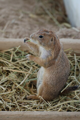 prairie dog