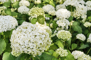 White Hydrangea Flowers Blooming in Garden