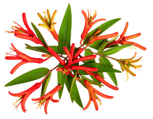  Flat Lay of Kangaroo Paw Flowers in Artistic Spray Pattern with Natural Shadows, Transparent Background