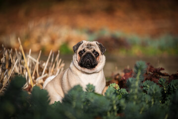 Fawn pug in the autumn park