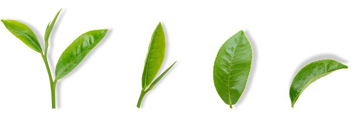 tea leaves collection isolated on transparent background