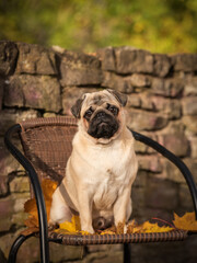 Fawn pug on the bench in the autumn park