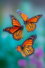 Fototapeta premium Monarch butterflies in flight (1)