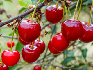 Juicy ripe red cherries on a branch in an orchard