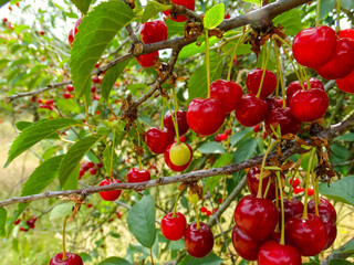 Juicy ripe red cherries on a branch in an orchard