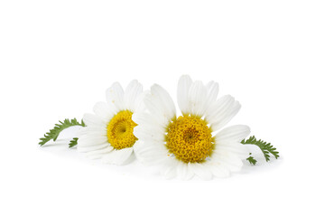 Beautiful chamomile flower buds and green leaves isolated on white
