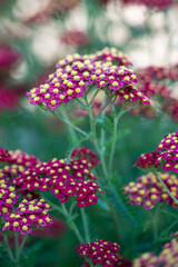 Red Common Yarrow or cut grass flowers in summertime. Ornamental plant Achillea millefolium...