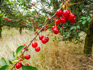 Juicy ripe red cherries on a branch in an orchard