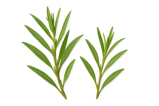 Verdant summer savory sprigs displaying lush green foliage, positioned against transparent background for culinary imagery