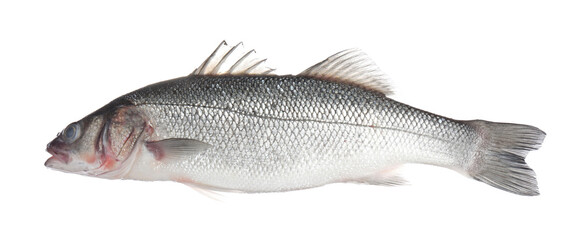 Fresh raw seabass fish isolated on white. Organic seafood