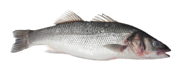 Fresh raw seabass fish isolated on white. Organic seafood