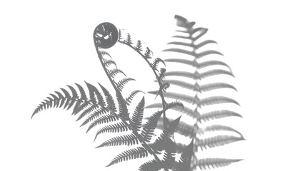 Fern Fiddlehead Shadow Overlay on Transparent Background, Shadow Overlay Effect for Poster Photo Interior Backdrop Mock Up. 