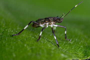 macro of a green bug