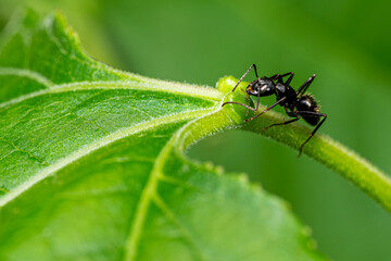 ant on leaf
