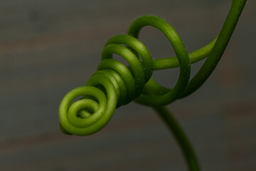 close up of a green plant