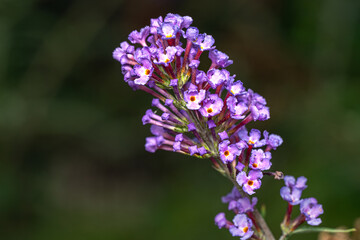 lilac flowers in the garden