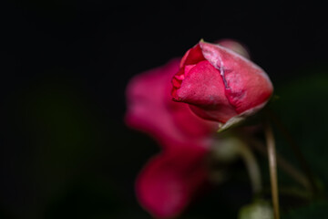 pink rose on black