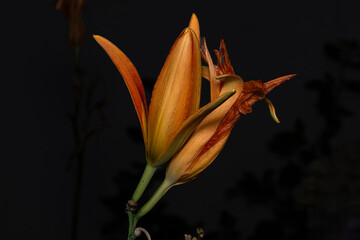 orange lily flower