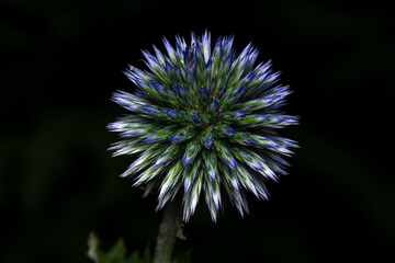flower of a thistle