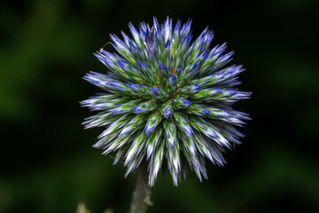 flower of a thistle