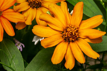 yellow flower in the garden