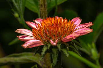 flower of a flower
