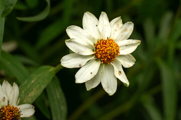 white daisy flower