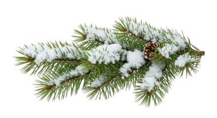 christmas tree branch