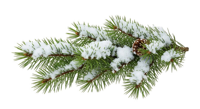 christmas tree branch