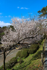 Cherry blossom in spring at Kanazawa castle