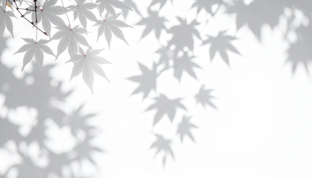 Shadow of momiji leaves on white background