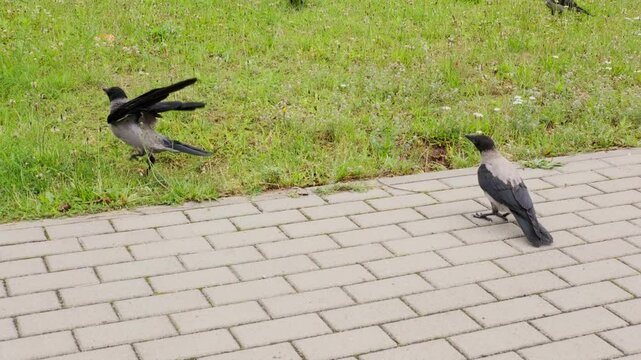 Two black crows arguing noisily on a city street, flapping wings and cawing at each other