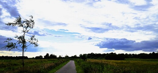 chmury drzewo wiatr © mobile