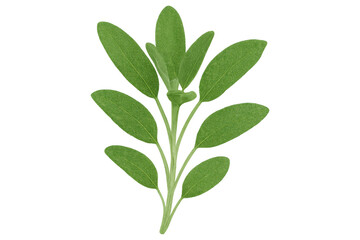 Fototapeta premium Fresh sage sprig displaying vibrant green leaves, isolated against transparent backdrop, highlighting herbal culinary detail