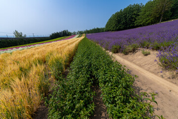 Obraz premium 北海道 夏 富良野 美瑛 ファーム 富田 カラフル 四季彩の丘 ラベンダー 紫 コスモス 花