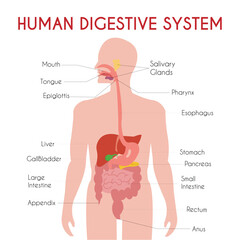 Obraz premium Human Digestive System Vector Illustration with Labeled Organs Anatomy of the Gastrointestinal Tract - Educational Medical Diagram Human Digestion Infographic Showing Esophagus, Stomach.