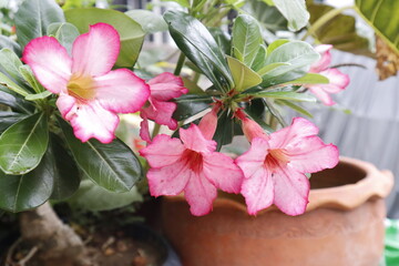 pink flowers in a pot