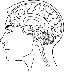 Human head profile with brain anatomy medical illustration
