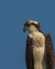 A juvenile osprey perched on a nest