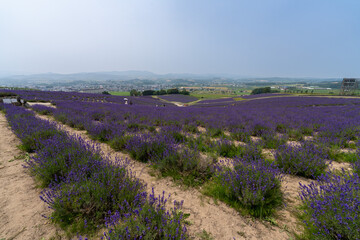 北海道　夏　富良野　美瑛　ファーム　富田　カラフル　四季彩の丘　ラベンダー　紫　　コスモス　花