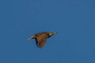 A meadowlark flying over a meadow