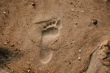 footprint in the sand on the beach