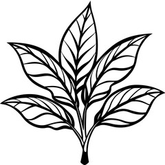 Croton line art vector