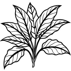 Croton line art vector