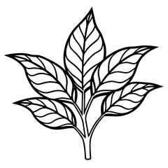 Croton line art vector