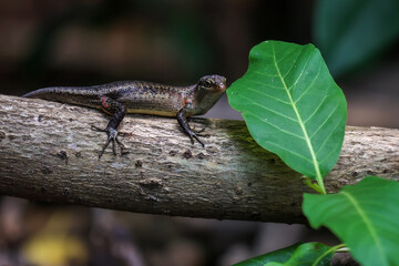 Lizard on a branch in natural environment
