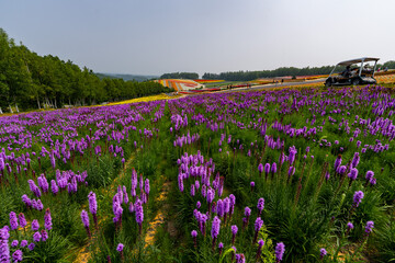北海道　夏　富良野　美瑛　ファーム　　富田　カラフル　四季彩の丘　ラベンダー　紫　　コスモス　花