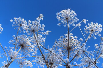 Soft blue frosty winter landscape, branches and flowers of dry grass covered with hoarfrost against...