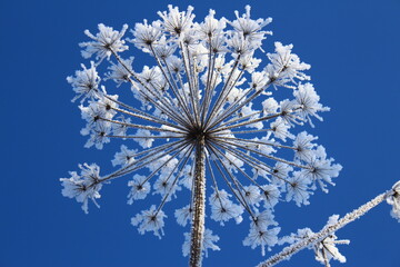 Soft blue frosty winter landscape, branches and flowers of dry grass covered with hoarfrost against...