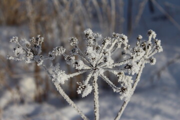 Delicate frosty winter landscape, branches and flowers of dry grass covered with hoarfrost....